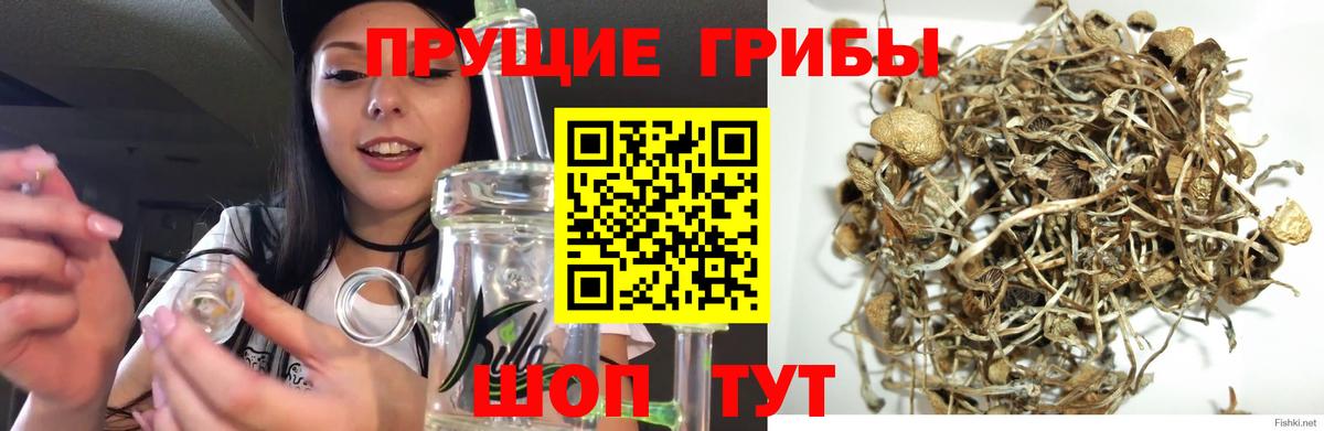Курчалой  Псилоцибиновые грибы мухоморы  Галлюциногенные грибы Magic Shrooms  Вход с VPN 